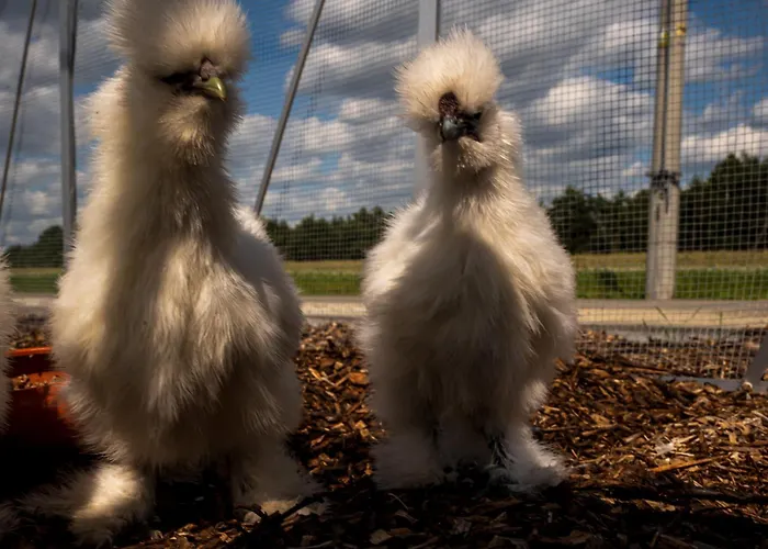 Farm stay Stajnia Smaku *