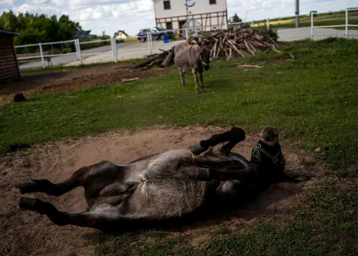 Stajnia Smaku Farm stay